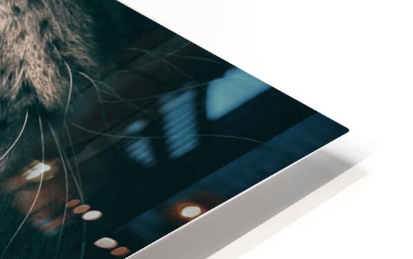 Fangs Of Fury HD Sublimation Metal Print Close-up