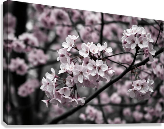 Giclée Stretched Canvas Print  Floral Wall Art