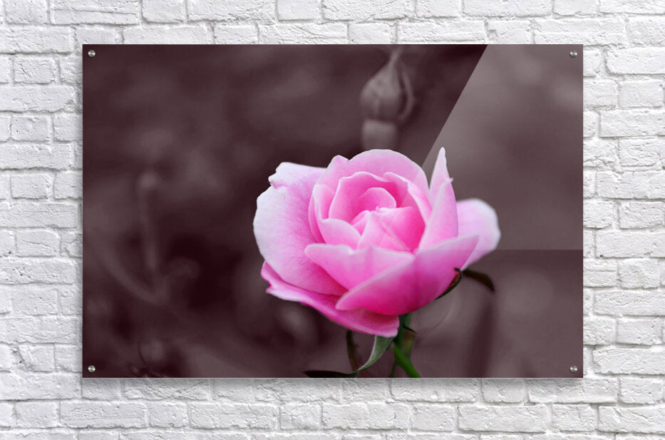 Acrylic Print Pink Rose Wall Art