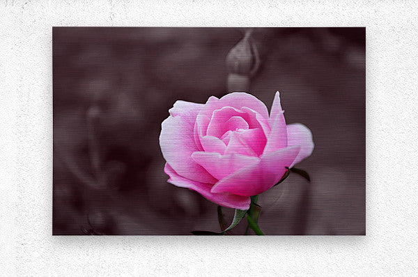 Brushed Metal Print Pink Rose Wall Art