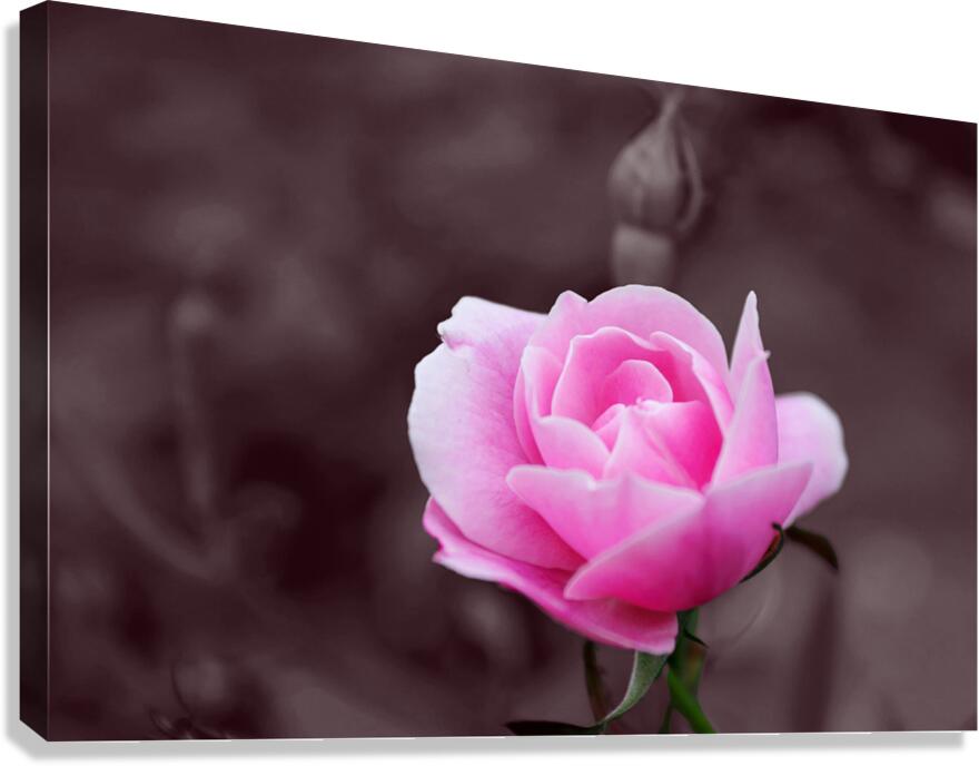  Giclée Stretched Canvas Print Pink Rose Wall Art